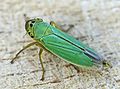 Cicadella viridis (Linnaeus, 1758)