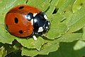 Coccinella Linnaeus, 1758