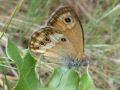 Coenonympha Hübner, 1819