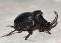 Copris hispanus (Linnaeus, 1764)