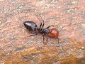 Crematogaster scutellaris (Olivier, 1792)