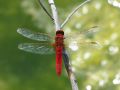 Crocothemis erythraea Brullé, 1832