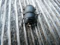 Dorcus parallelipipedus (Linnaeus, 1758)