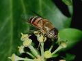 Eristalinus Rondani, 1845