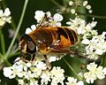 Cheilosia morio (Zetterstedt, 1838)