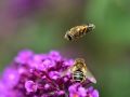 Eristalis Latreille, 1804