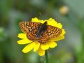 Euphydryas aurinia (Rottemburg, 1775)