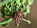 Graphosoma lineatum (Linnaeus, 1758)