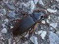 Harpalus (Pseudoophonus) rufipes (DeGeer, 1774)