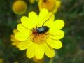 Heliotaurus ruficollis (Fabricius, 1781)