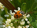 Hippodamia variegata (Goeze, 1777)