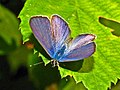 Leptotes pirithous (Linnaeus, 1767)