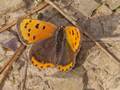 Lycaena phlaeas (Kleiner Feuerfalter)