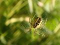 Mangora acalypha (Walckenaer, 1802)