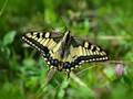 Papilio machaon (Schwalbenschwanz)