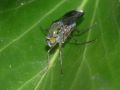 Poecilobothrus nobilitatus