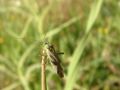 Reuterista instabilis (Fieber, 1861)