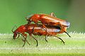 Rhagonycha fulva (Scopoli, 1763)