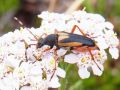 Cribroleptura stragulata Vives & Alonso-Zarazaga, 2000