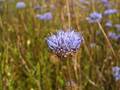 Jasione montana (Berg-Sandglöckchen)