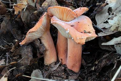 Runzeliggezonter Milchling (Lactifluus rugatus)