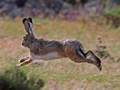 Lepus granatensis (Iberischer Hase)