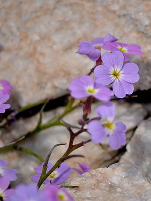 Malcolmia littorea (Strand-Meerviole) Malcolmia littorea (Strand-Meerviole)