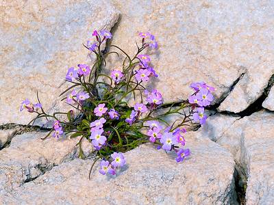 Malcolmia littorea (Strand-Meerviole)