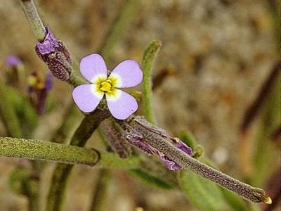 Malcolmia ramosissima