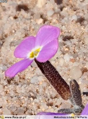 Malcolmia triloba 