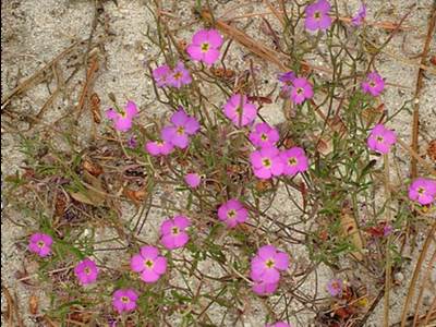 Malcomia triloba subsp. gracilima