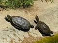 Mauremys leprosa (Maurische Bachschildkröte)