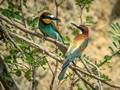 Merops apiaster (Bienenfresser)