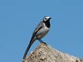 Motacilla alba (Bachstelze)