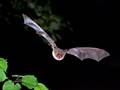 Myotis myotis (Großes Mausohr)