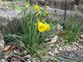 Narcissus bulbocodium (Reifrock-Narzisse)