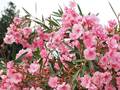 Nerium oleander<small>L.</small>