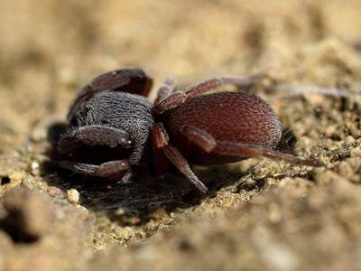 Palpimanus gibbulus