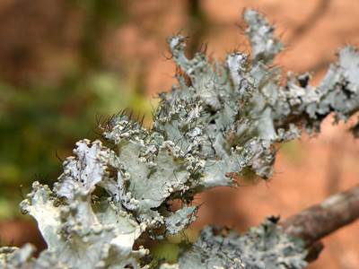 Parmotrema hypoleucinum