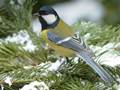 Parus major (Kohlmeise)