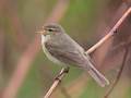 Phylloscopus collybita (Zilpzalp, Weidenlaubsänger)