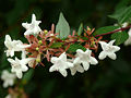 Abelia x grandiflora (André) Rehd