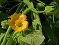 Abutilon theophrasti Medik.