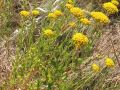 Achillea L.