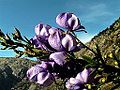 Aconitum napellus L.