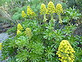 Aeonium arboreum (L.) Webb & Berthel.