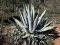 Agave americana L.