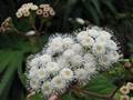 Ageratina adenophora (Spreng.) R.King & H.Rob.