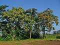 Ailanthus altissima (Mill.) Swingle