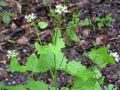 Alliaria petiolata (M.Bieb.) Cavara & Grande